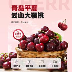 山东青岛平度云山大樱桃美早大樱桃车厘子产地现摘直发整箱水果