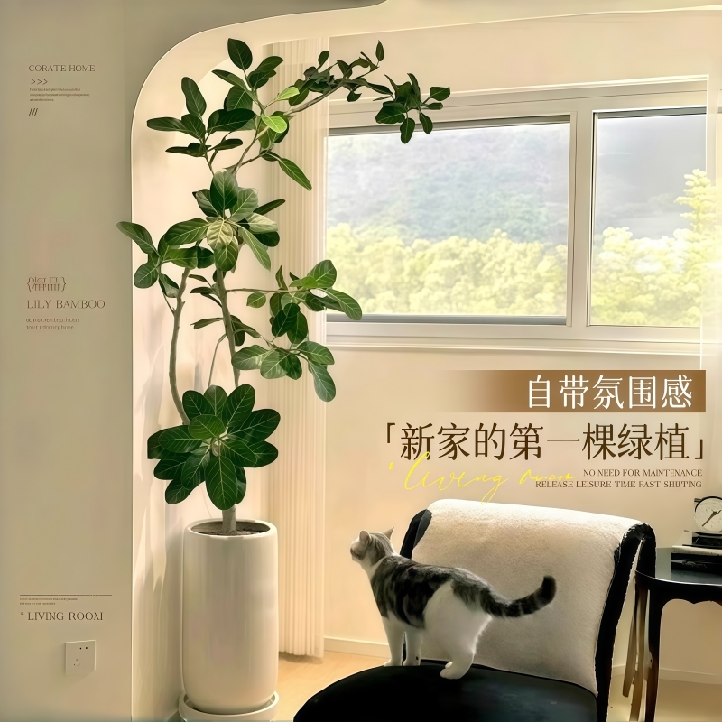 孟加拉榕盆栽大型绿植黄金榕高山榕树面包树室内客厅落地植物好养