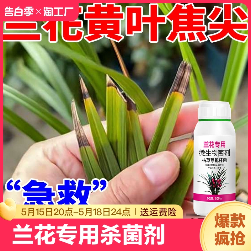 兰花叶斑病黑斑病专用药