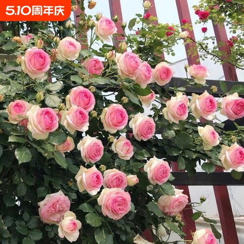 爬藤蔷薇月季老桩花苗庭院阳台植物花卉玫瑰花苗四季开花冬季地栽