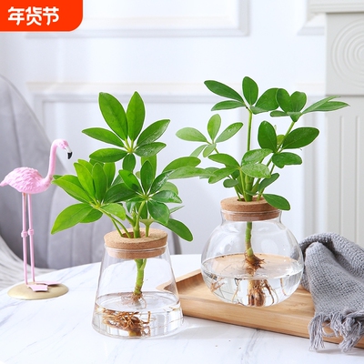 鸭脚木水养培植物桌面八方