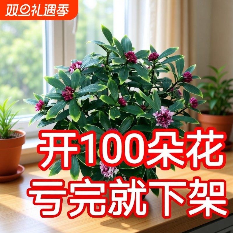 热销金边瑞香大苗盆栽浓香耐寒花卉室内外观花植物开花大小苗