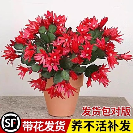 重瓣蟹爪兰盆栽带花苞耐寒花卉大全四季开花绿植物冬天室内外好养