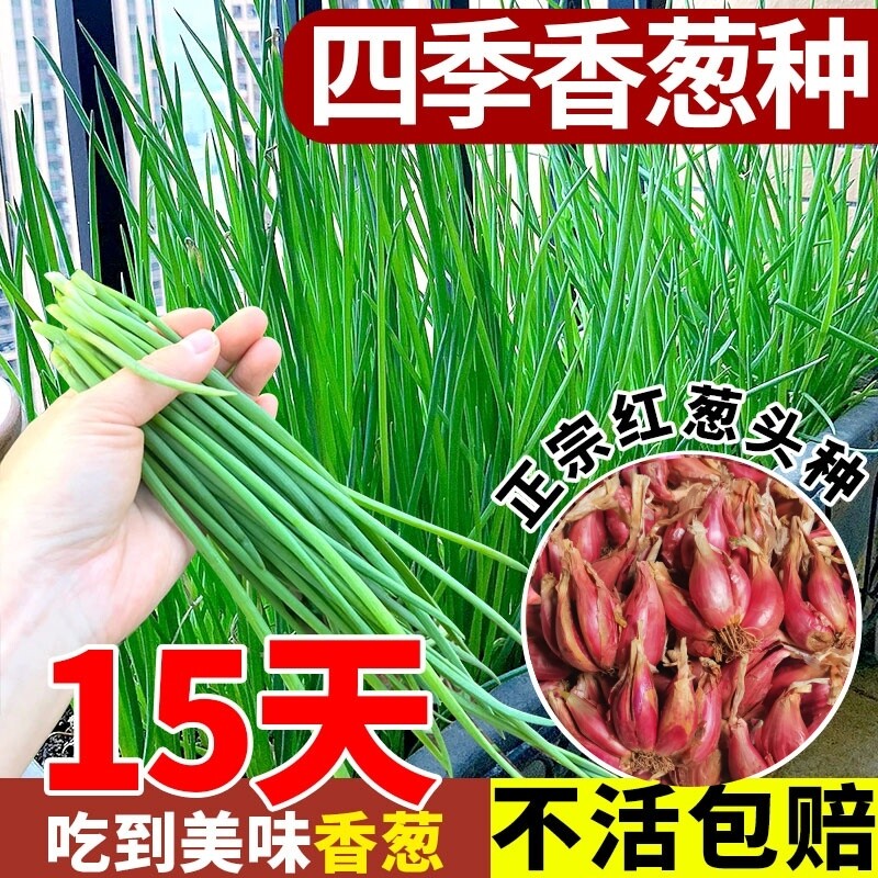 四季葱种小香葱种子阳台盆栽四川红葱头火葱小葱种植四季红葱苗