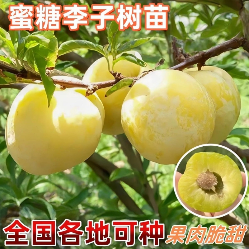 四川正宗嫁接李子树苗南北种植蜂糖李子清脆李子翠红李脆红李庭院
