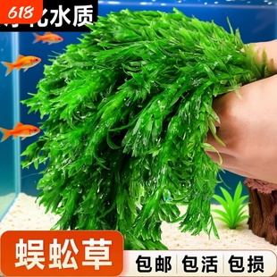 蜈蚣草水草植物养龟鱼缸造景鱼草缸净水绿植新手养鱼绿菊后景草
