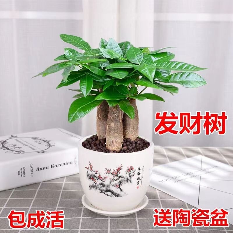 发财树室内小盆栽绿植花卉水培植物葛文竹办公室桌面客厅办公桌