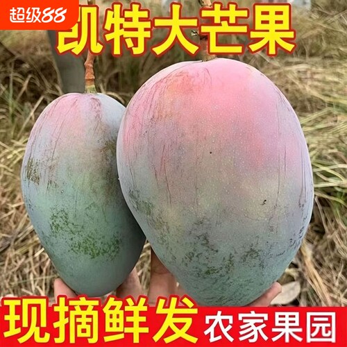 彩箱9斤特价四川攀枝花凯特芒果特大超大皮薄肉厚新鲜水果包邮