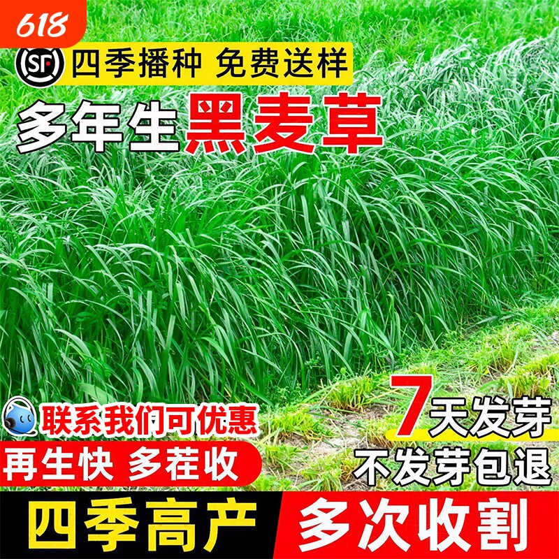 黑麦草草籽四季高产耐寒养殖鸭鱼牧草草种子多年生玉米护坡菊苣
