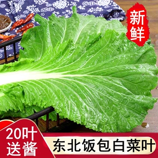 东北饭包白菜叶打饭包的大白菜叶子新鲜农家蘸酱蔬菜组合送酱