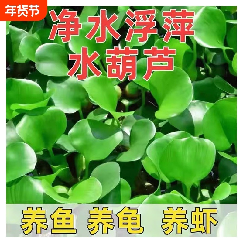 水葫芦水培草绿植水生净化水质养龟鱼池用品造景缸养鱼浮萍净水,宠物/宠物食品及用品,水草,淘宝优惠券,粉丝福利购,淘宝优惠卷