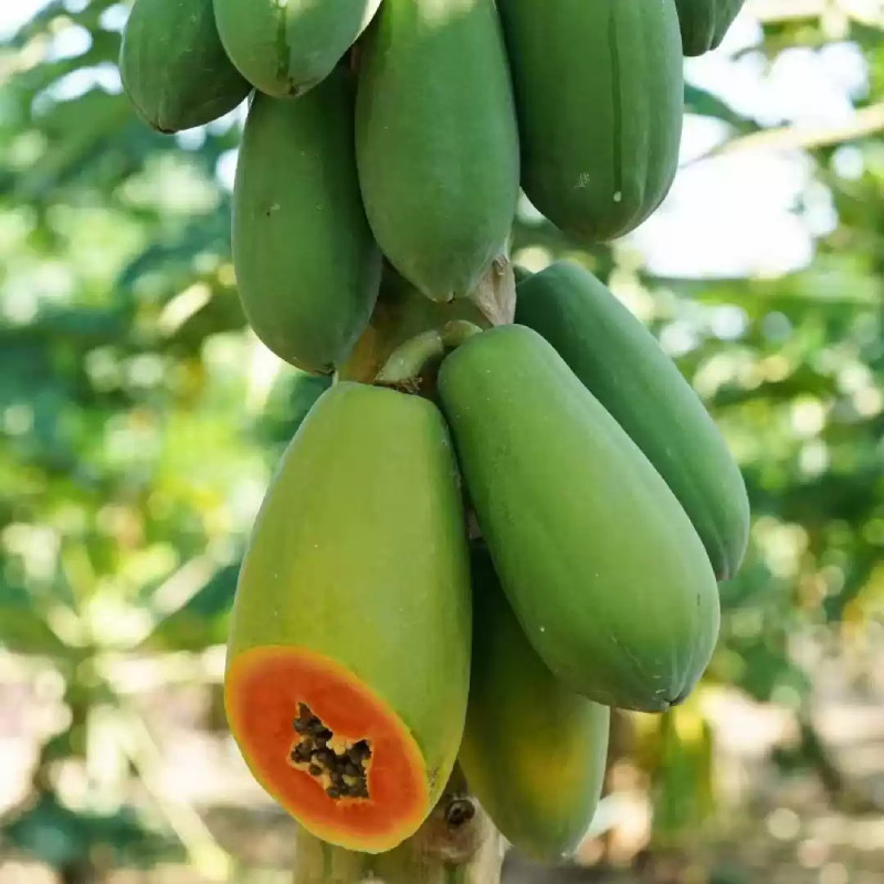 云南红心木瓜新鲜木瓜水果当季树上自然熟冰糖心青皮木瓜,水产肉类/新鲜蔬果/熟食,木瓜,淘宝优惠券,粉丝福利购,淘宝优惠卷