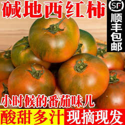 辽宁草莓番茄铁皮柿子盘锦碱地柿子生吃应季水果顺丰包邮新鲜农场