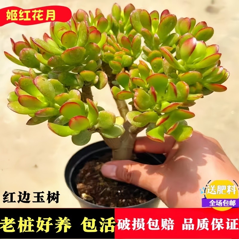 玉树盆栽老桩花卉姬红花月多肉植物室内肉肉大颗好养红叶阳台桌面