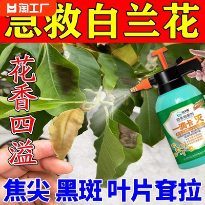 白兰花黑斑病专用药菌立清防黑斑黄叶焦尖耷拉白玉黄角兰专用肥料