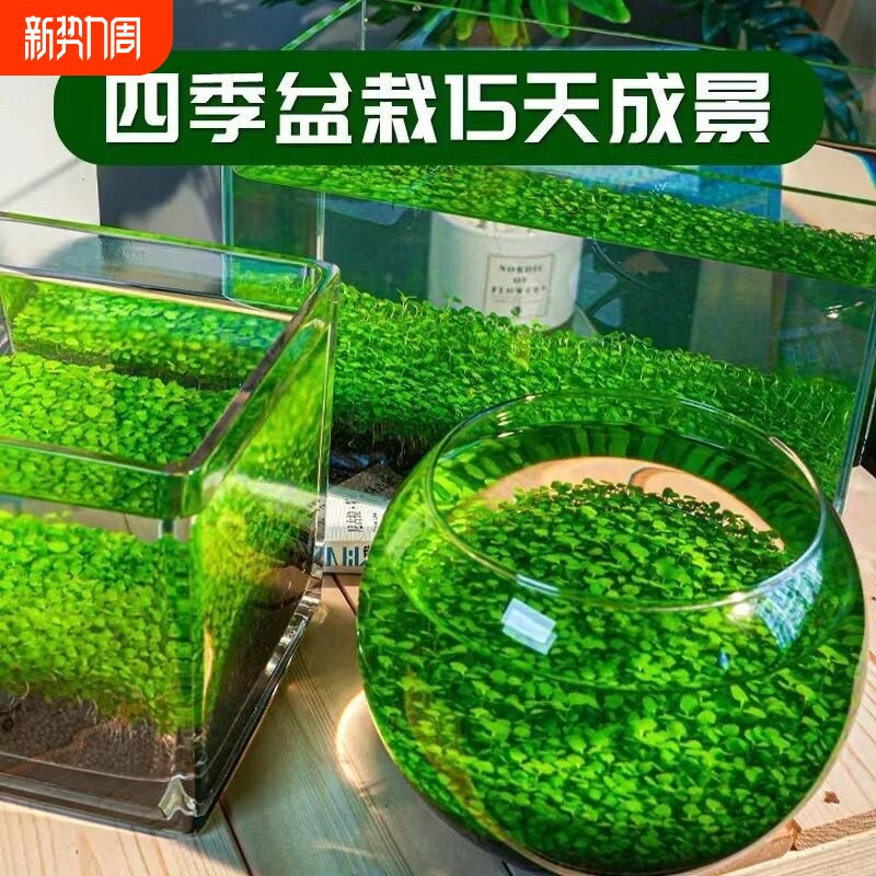 水草种子水草泥生态家用创意鱼缸玻璃瓶水培植物四季造景鱼缸小型