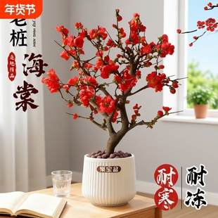 垂丝海棠花盆栽老桩盆景四季开花卉植物室内带花苞重瓣长寿冠树苗