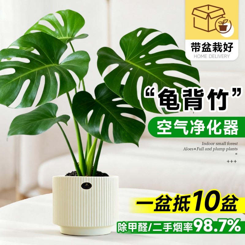 龟背竹盆栽室内绿植桌面北欧风耐阴好养新家装饰好养活花卉办公室