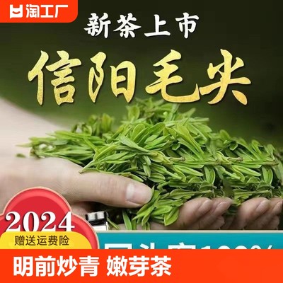 信阳原产毛尖茶叶2024年新茶特级明前炒青绿茶春茶嫩芽浓香耐泡型