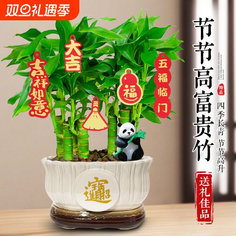 富贵竹室内植物节节高桌面绿植带根好养步步高花卉文昌竹客厅盆栽