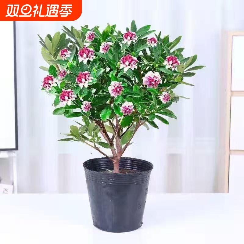 金边瑞香冬季花卉盆栽绿植盆栽室内年宵花卉浓香型盆栽花