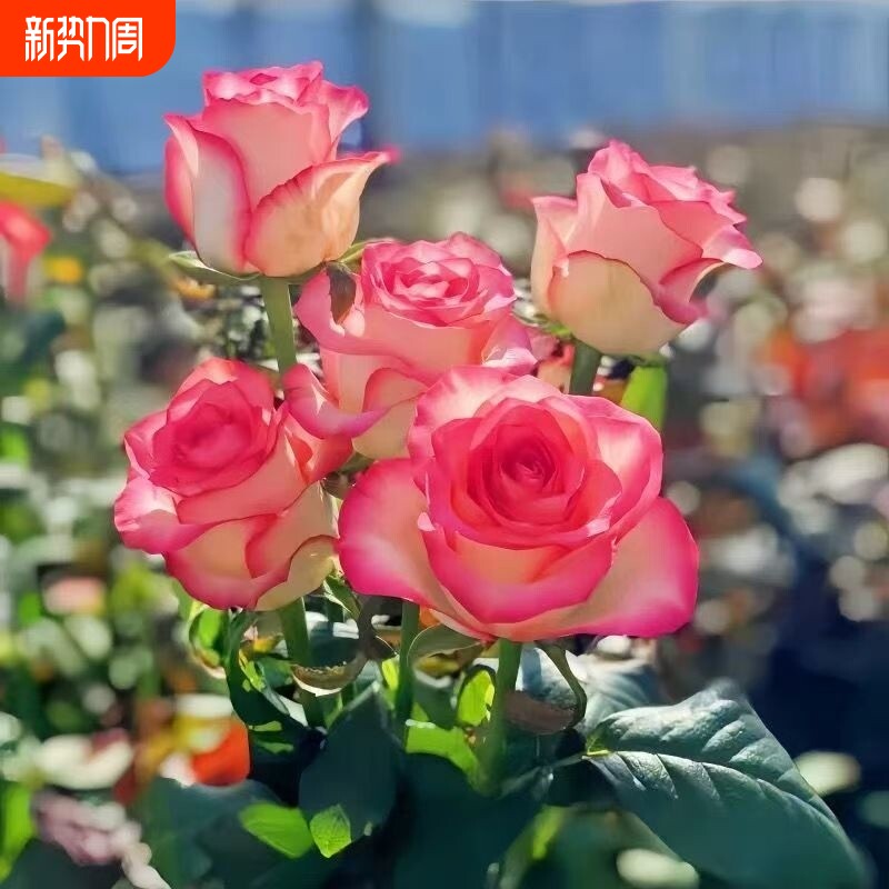 老桩混色玫瑰花苗老桩开花月季花花卉四季老根盆栽室内多色玫瑰花