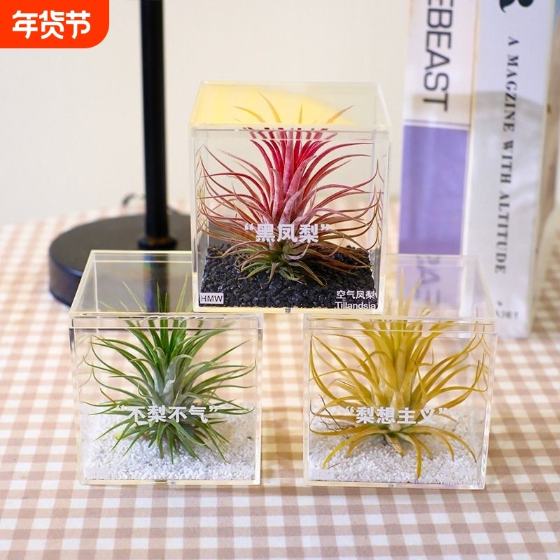 【花伴水】空气凤梨懒人室内无土栽培美观简单无土