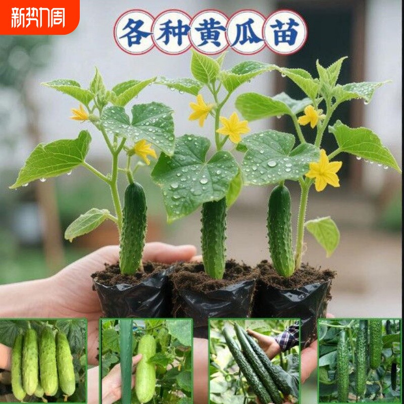 四季阳台旱黄瓜秧苗蔬菜种苗黄瓜苗水果黄瓜秧苗盆栽苗大黄瓜秧苗
