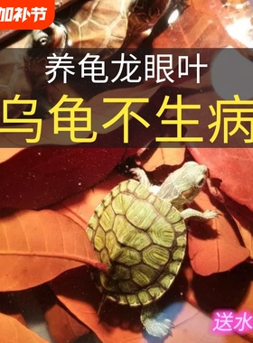 龙眼叶养龟预防腐皮红色绿色南美缸造景躲避草乌龟专用龙眼叶大片