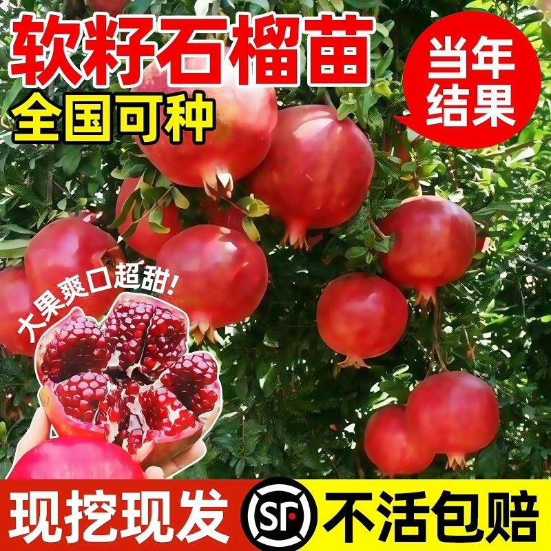 石榴树树苗突尼斯软籽石榴苗盆栽庭院果树特大无籽甜石榴种植超甜