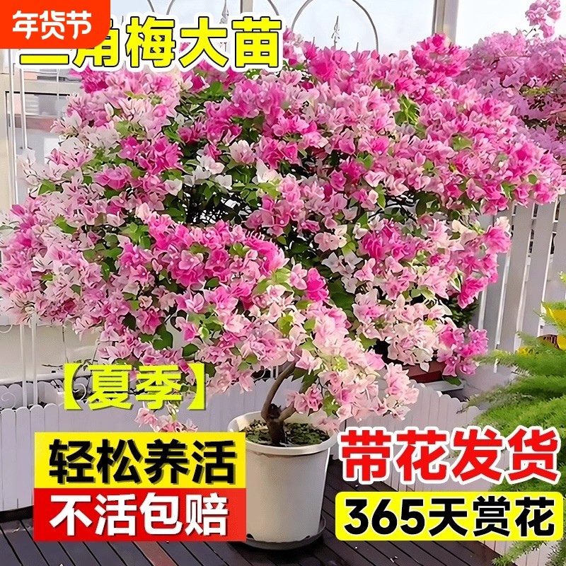 三角梅漳盆栽红绿樱云南紫带花四季开花植物阳台庭院好养活花卉