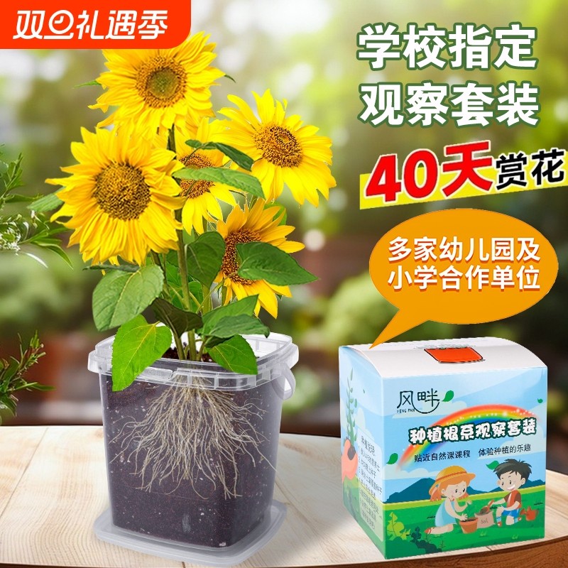 儿童种植小盆栽向日葵种子凤仙花种籽套装学生植物太阳花小番茄