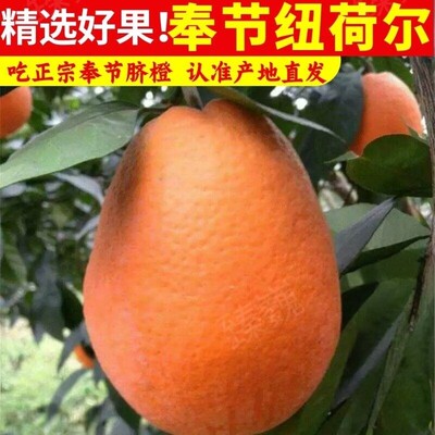 产地直发奉节脐橙纽荷尔橙子
