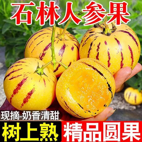 云南人参果新鲜水果七彩圆果黄肉整箱包邮石林大果树上熟现摘树熟