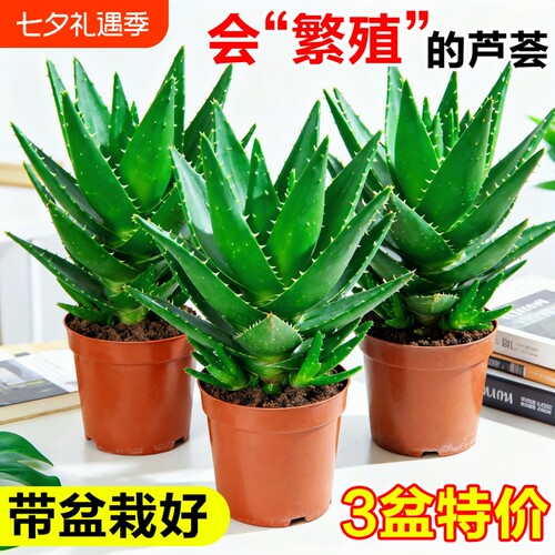 芦荟盆栽室内多肉植物办公桌绿植大盆客厅水培好养花卉小盆景阳台