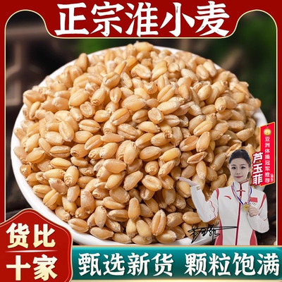 当季新货淮小麦正品甘麦大枣汤原