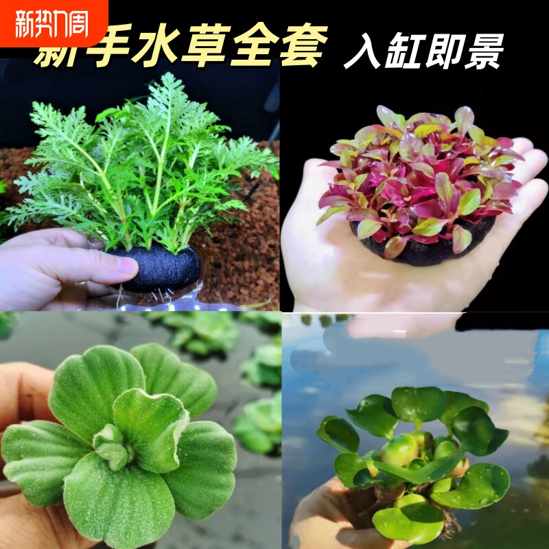 鱼缸造景活体植物水族箱真水草中后景有茎草浮萍水草套餐懒人好养