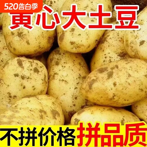 黄心土豆新鲜新土豆黄皮洋芋