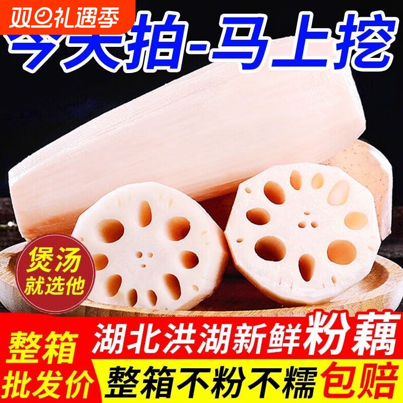 当季湖北洪湖莲藕新鲜现挖现发煲汤粉藕中段糯米藕凉拌炖汤清炒