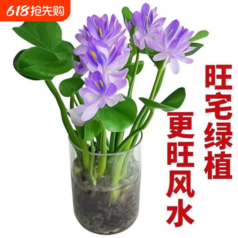 四季常青招财元宝绿植花卉水养植物客厅桌面懒人室内水培驱蚊阳台