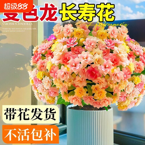 长寿花盆栽重瓣大花变色龙带花苞花苗四季开花绿植物室内桌面花卉
