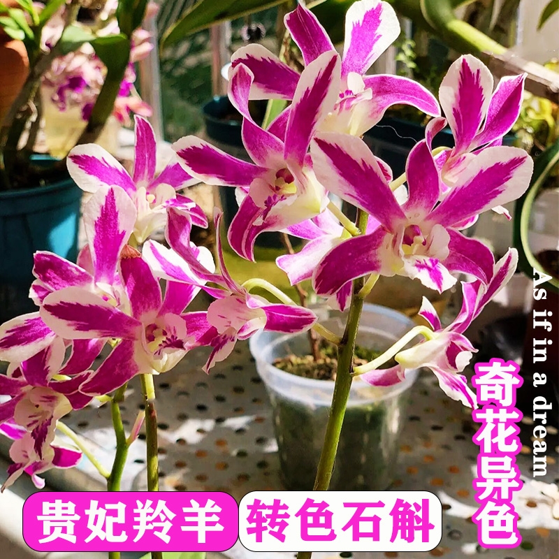 泰国羚羊泼墨石斛兰秋石斛懒人盆栽室内阳台好养绿植花卉兰花苗