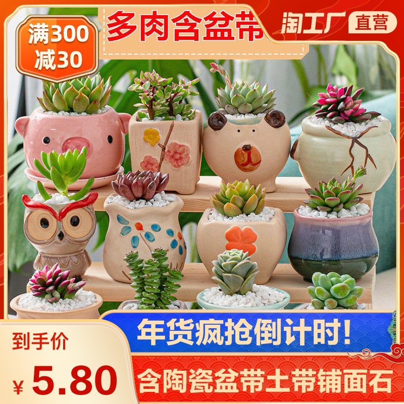 多肉植物组合盆栽好养含盆带土室内肉肉花植物含多肉花盆营养土 淘宝 爱在生活