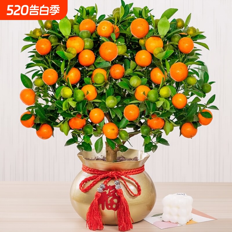 四季金桔树苗盆栽带果客厅招财植物室内花卉绿植小橘子盆景年宵花