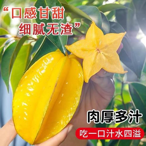 福建漳州甜杨桃5斤新鲜水果应当季红扬桃五角星阳桃现摘整箱包邮