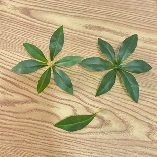 单片仿真绿叶子马醉木叶子叶片大树枯树枝假树装饰塑料树叶绿叶子