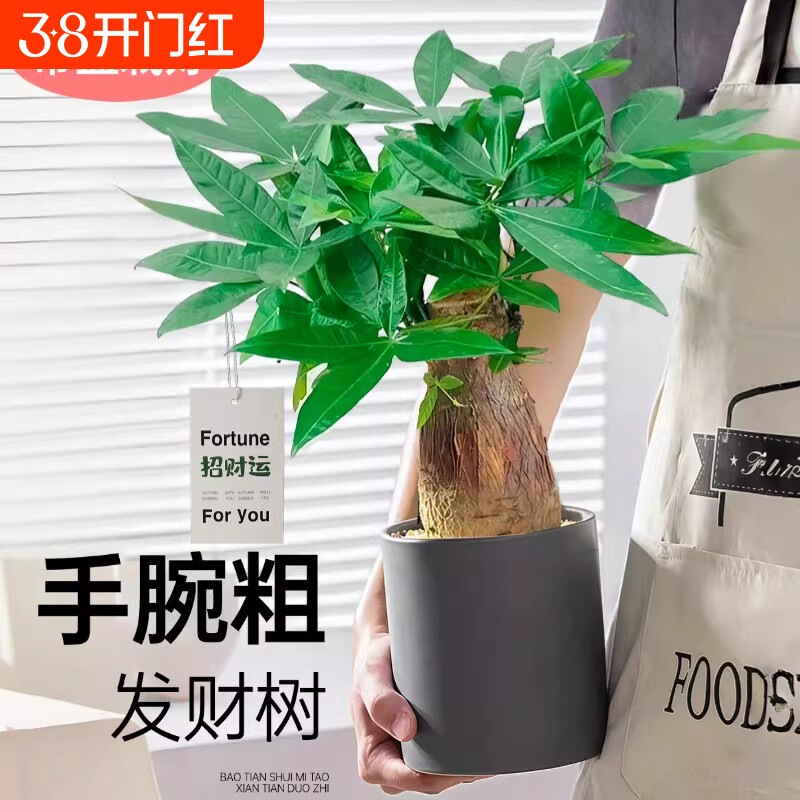 大盆粗杆发财树小盆栽室内植物四季常青客厅办公招财绿植花卉开业
