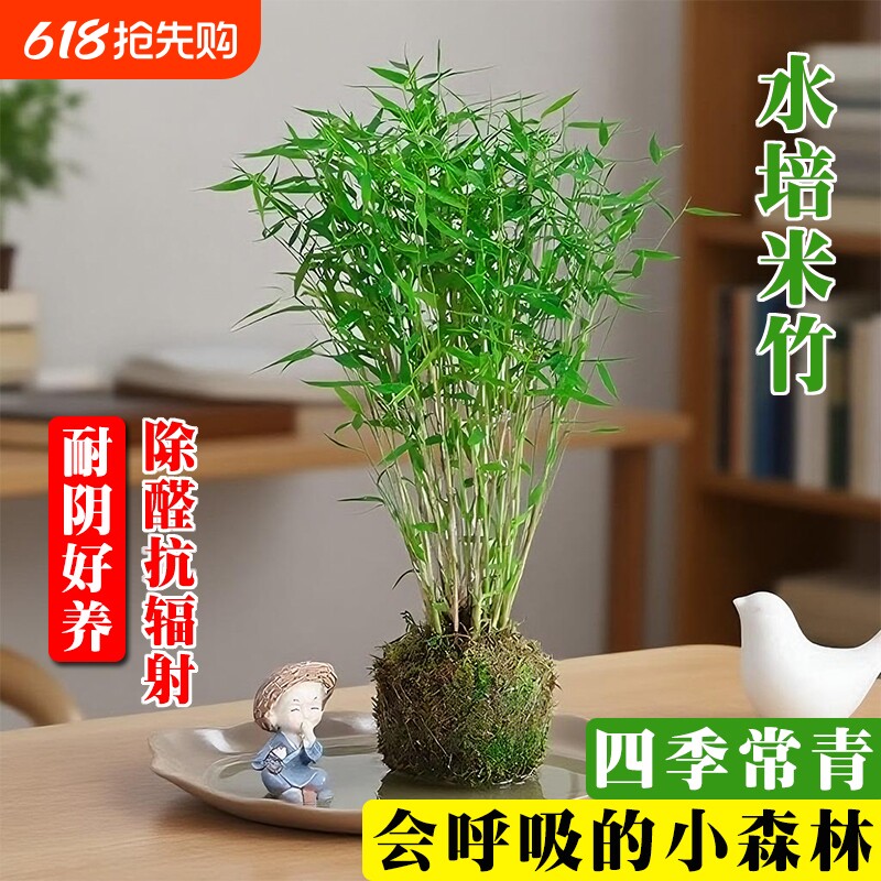 水培米竹苔藓球植物盆景绿植室内吸甲醛水养观赏竹盆栽净化空气
