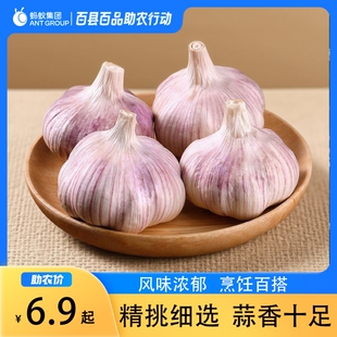 河南紫皮大蒜头干蒜多瓣农家新干蒜腌蒜醋泡蒜直发干蒜新鲜现挖