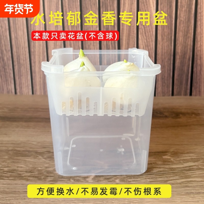 郁金香水培盆方形沥水篮透明养根盆洋水仙风信子培养皿换水方便盆